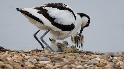 Avocet with chicks Blue House Farm Peter Hewitt 