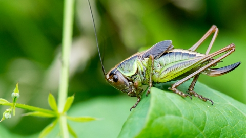 Roesels Bush-cricket Stow Maries Halt Peter Hewitt