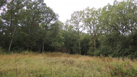 Shadwell Wood nature reserve