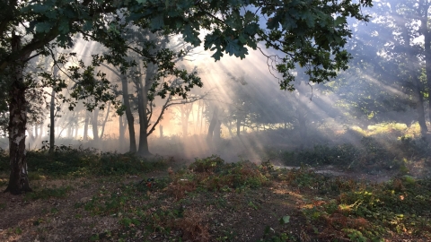 Tiptree Heath John More