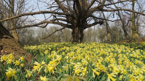Warley Place spring bulb spectaular