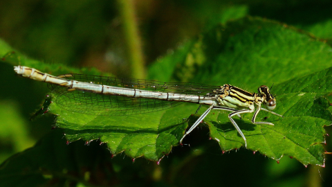 White-legged Damselfly 