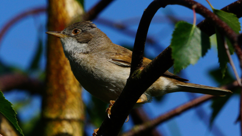 Whitethroat 