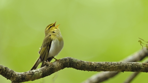 Wood Warbler Andy Rouse 2020 Vision