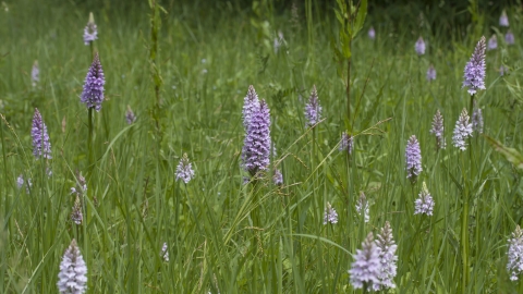 Common Spotted Orchids 