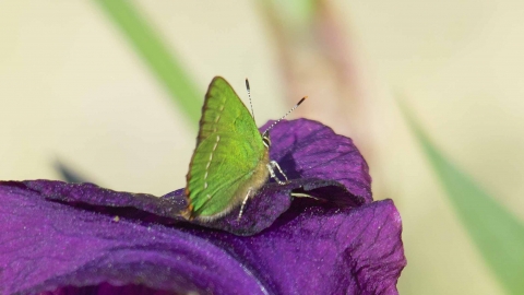 Green Hairstreak Derek Moore