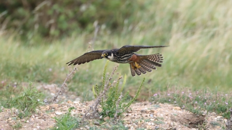 Hobby Gunners Andrew Armstrong