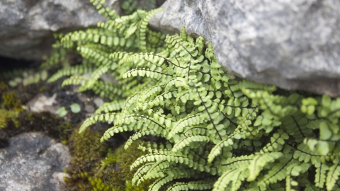 Maidenhair Spleenwort Tom Marshall