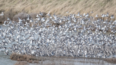 Mixed Flock Two Tree Island Andrew Armstrong