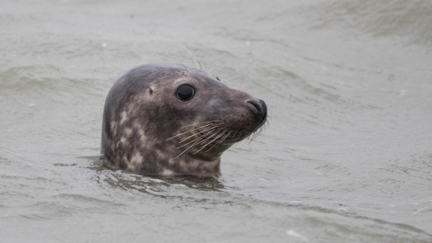 Grey Seal Gunners Andrew Armstrong