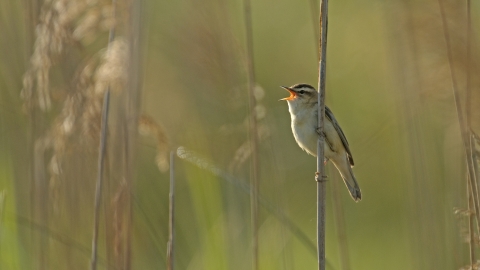 Sedge Warbler - Chris Gomersall