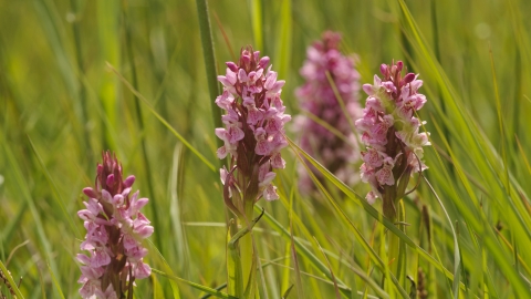 Southern Marsh Orchid 2020 Vision Terry Whittaker