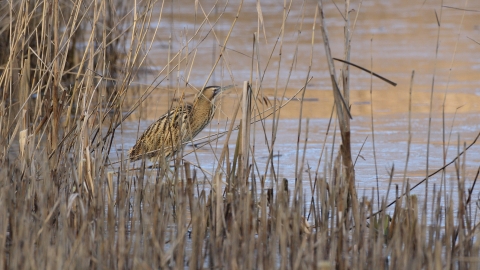 Bittern Tim Stenton