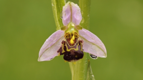 Bee Orchid 