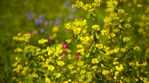 Wood Spurge 