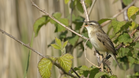 Sedge Warbler