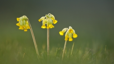Cowslips 