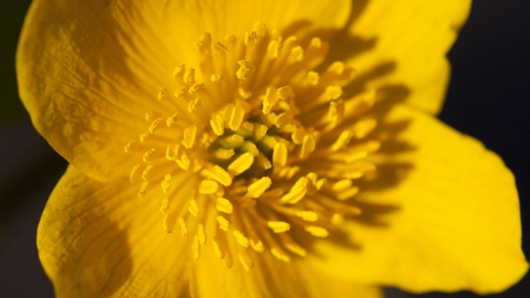 Marsh Marigold 