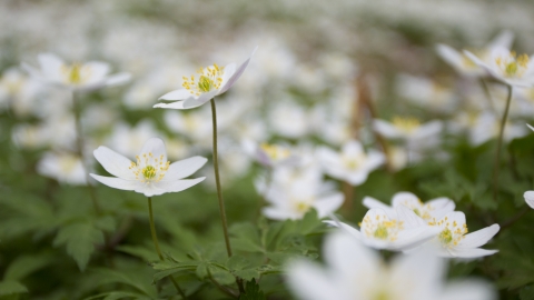 Wood Anemone 