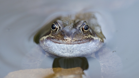 Common Frog 