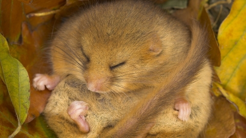 Dormouse sleeping