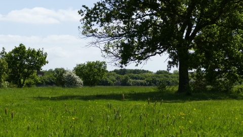 Woodham Fen 