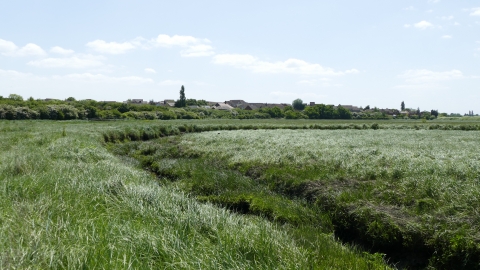 Woodham Fen Saltmarsh