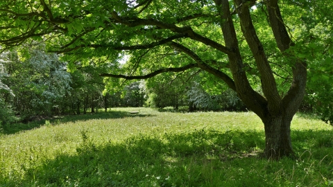 Stow Maries Halt glade