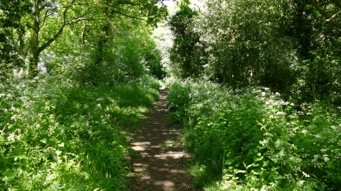 Maldon Wick 