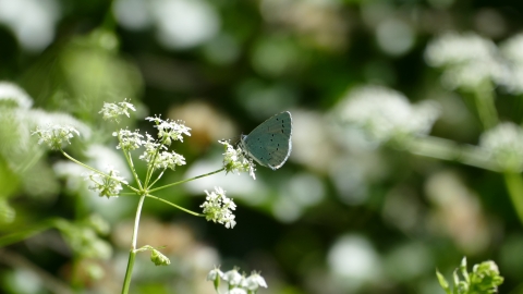 Maldon Wick - Blue Butterfly