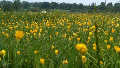 Hunsdon Mead Nature Reserve