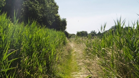Cranham Marsh
