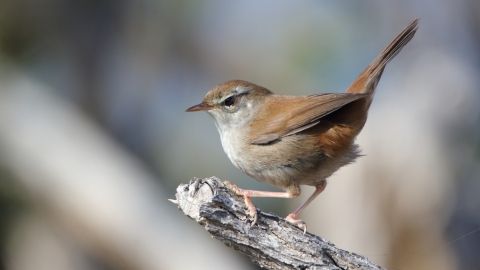 Cetti's Warbler