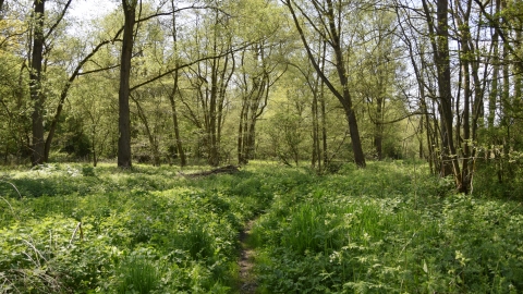 Roman River Valley