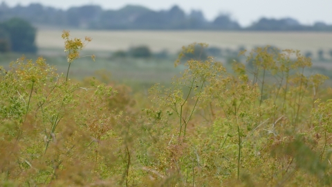 Sea Hog's Fennel at Skippers Island