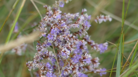 Sea Lavender