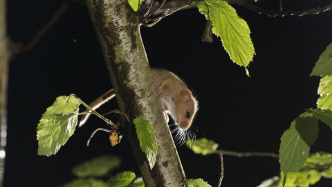 Dormouse