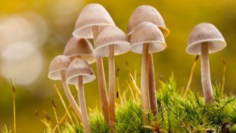 Fungi