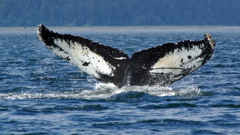 Humpback whale