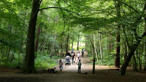 Thorndon Country Park