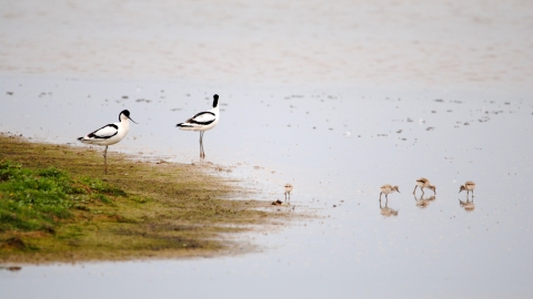 Avocets