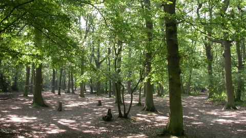 Belfairs Wood