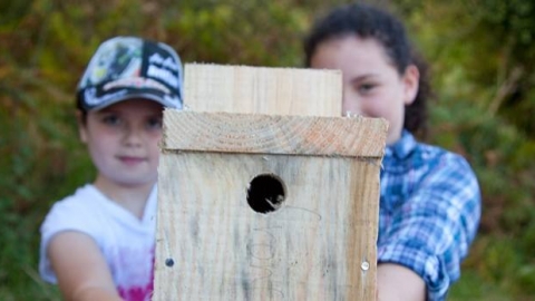 Roding bird box making