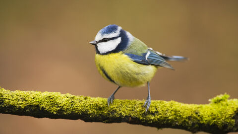 Blue Tit