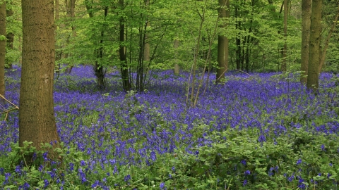 Hanningfield Bluebells