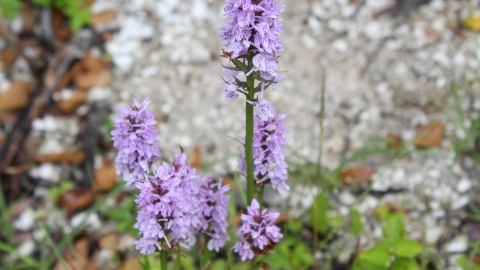 Common Spotted Orchid