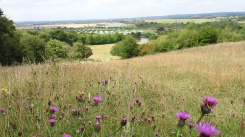 Langdon Grassland