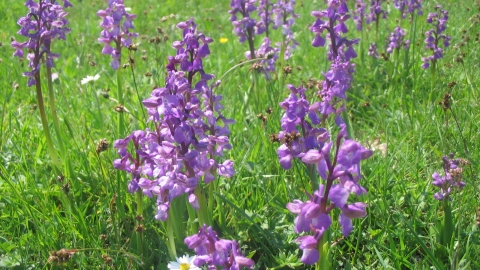Green Winged Orchids