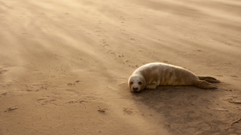 Grey seal pup