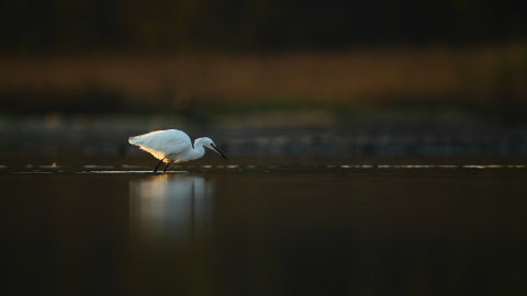 Little Egret Fishing
